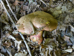 Rubroboletus rhodoxanthus