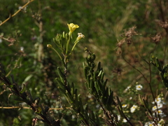 Oenothera oakesiana