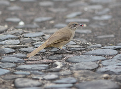 Pycnonotus