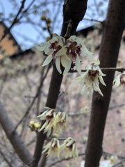 Chimonanthus praecox