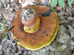 Rubroboletus rhodoxanthus
