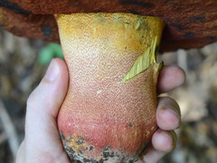 Rubroboletus rhodoxanthus