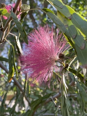 Calliandra tergemina