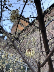 Chimonanthus praecox