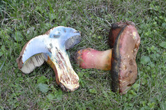 Rubroboletus rhodoxanthus