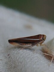 Idiodonus kennicotti