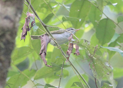 Phylloscopus coronatus