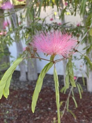 Calliandra tergemina