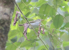 Phylloscopus coronatus