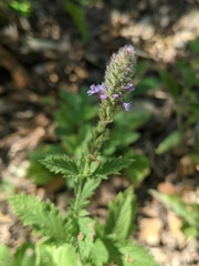 Verbena lasiostachys