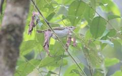 Phylloscopus coronatus