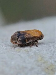 Clastoptera achatina