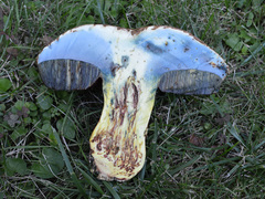 Rubroboletus rhodoxanthus