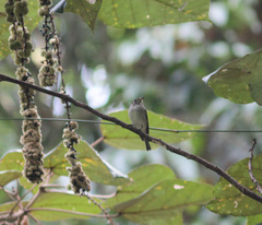Muscicapa dauurica