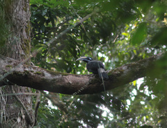 Anorrhinus galeritus