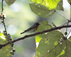 Ficedula mugimaki