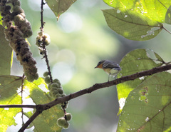 Ficedula mugimaki