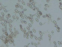 Trichothecium roseum