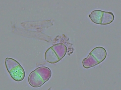 Trichothecium roseum