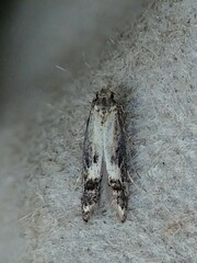 Blastodacna atra