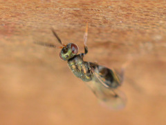 Monodontomerus