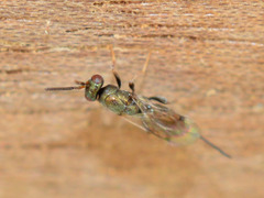 Monodontomerus