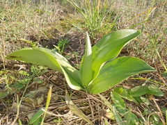 Himantoglossum robertianum