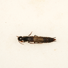 Ocypus fuscatus