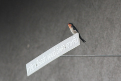 Hirundo tahitica