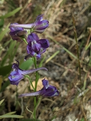 Delphinium hesperium