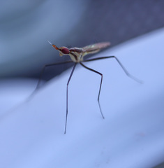 Telostylinus lineolatus