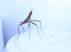 Telostylinus lineolatus