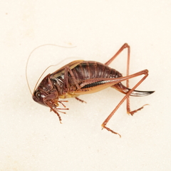 Metrioptera brachyptera