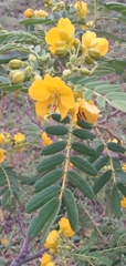 Senna multiglandulosa