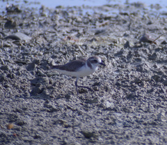Charadrius leschenaultii