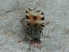 Pseudotephritis vau