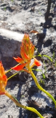 Disa ferruginea