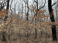 Lindera glauca