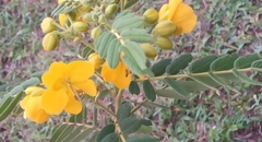 Senna multiglandulosa