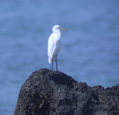 Bubulcus ibis coromandus