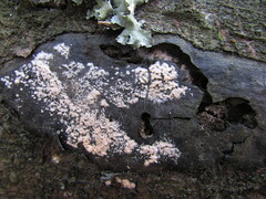 Trichothecium roseum