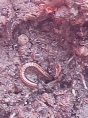 Brachyiulus