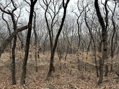 Lindera glauca