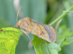 Pyrrhia umbra