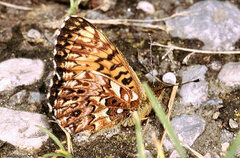 Boloria titania