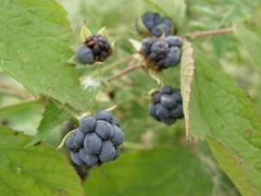 Rubus caesius