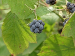 Rubus caesius