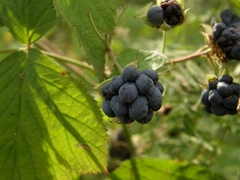 Rubus caesius