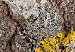 Phaeophyscia ciliata