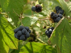 Rubus caesius